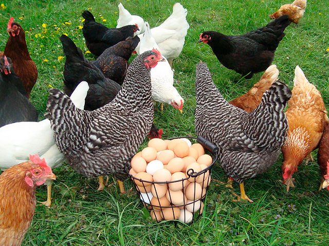 Содержание кур и уход за ними | ЗооТом - продажа, вязка и услуги для животных в Александровске-Сахалинском Содержание кур и уход за ними | ЗооТом - продажа, вязка и услуги для животных в Александровске-Сахалинском