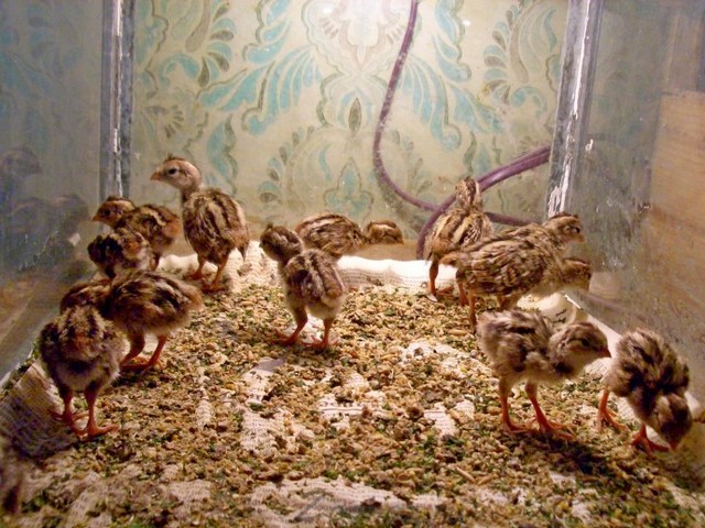Содержание перепелов и уход за ними в Александровске-Сахалинском | ЗооТом портал о животных