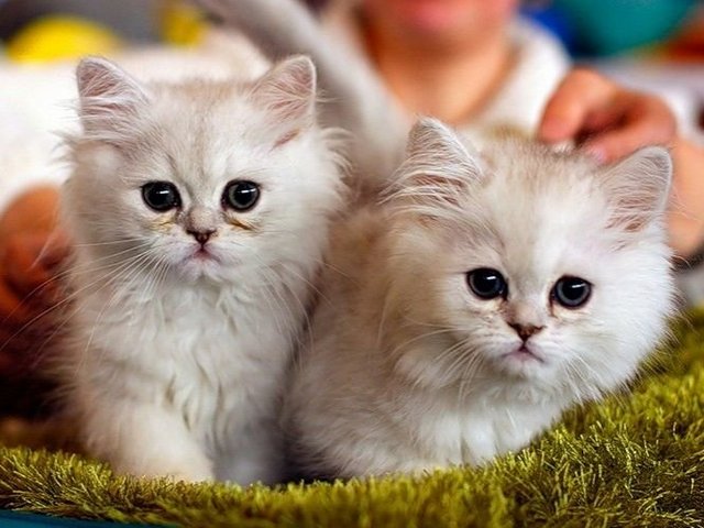 Породы кошек в Александровске-Сахалинском | ЗооТом портал о животных