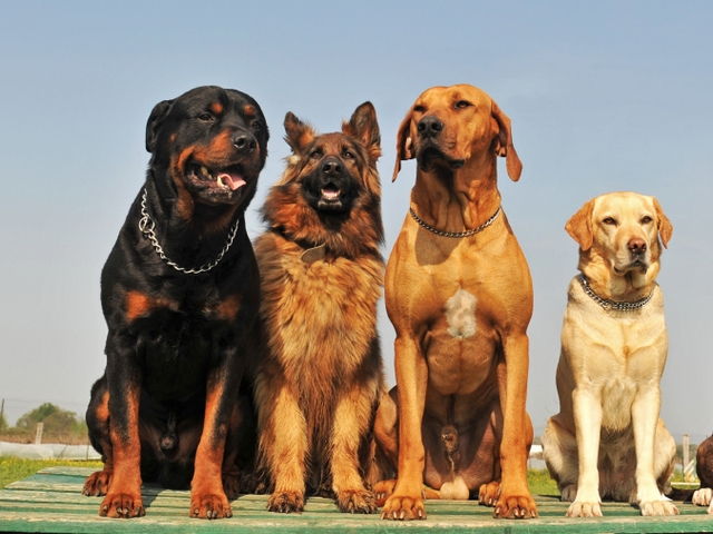 Крупные породы собак в Александровске-Сахалинском | ЗооТом портал о животных