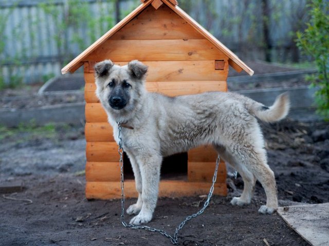 Все о собаках в Александровске-Сахалинском Все о собаках в Александровске-Сахалинском